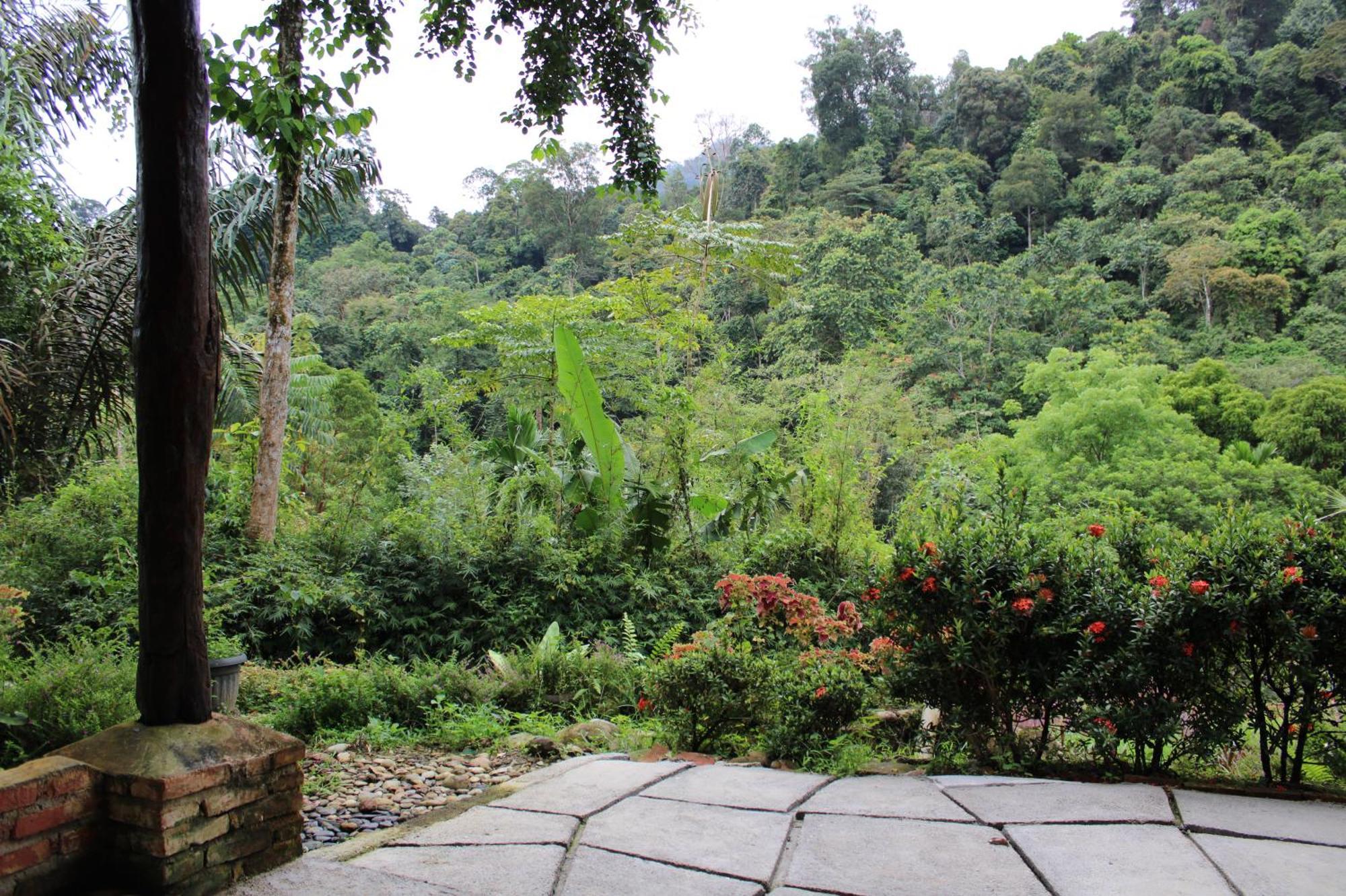 Mountain View Cottages & Villa Tangkahan Extérieur photo