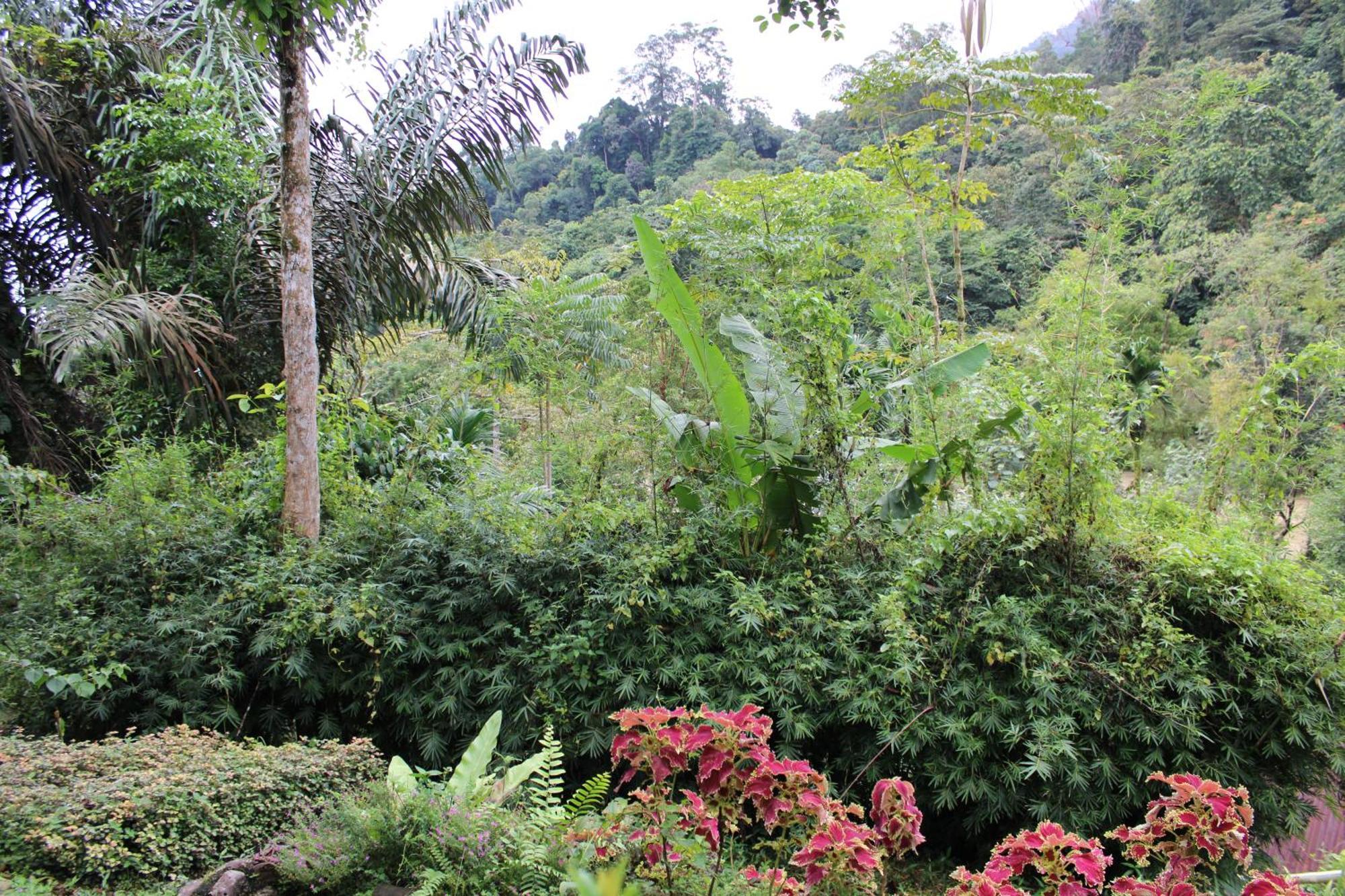 Mountain View Cottages & Villa Tangkahan Extérieur photo